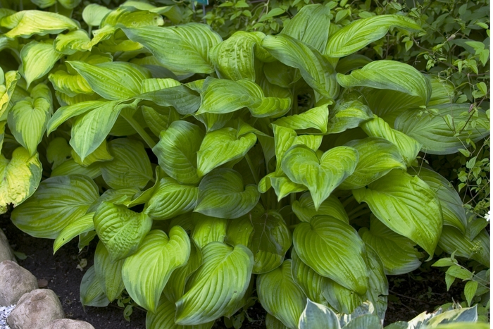 Plantain Lily - Hosta 'Stained Glass' from Kings Garden Center