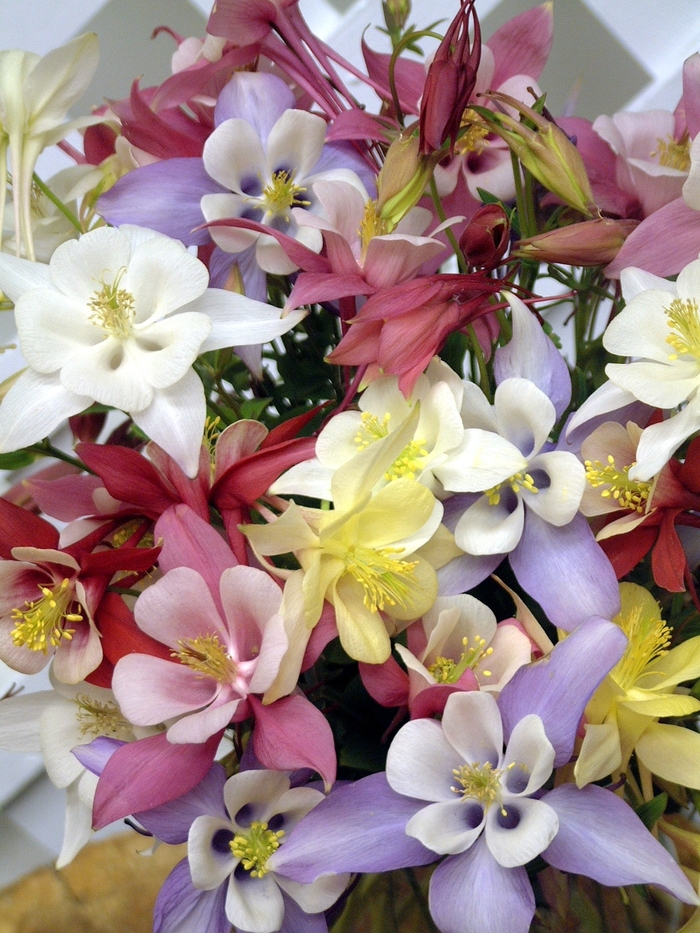 Columbine - Aquilegia x hybrida 'Origami Mix' from Kings Garden Center