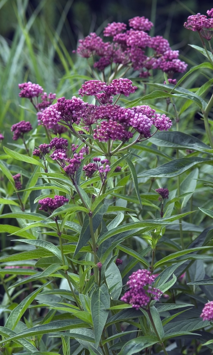 Butterfly Flower - Asclepias incarnata 'Cinderella' from Kings Garden Center