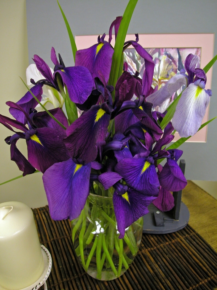 Japanese Iris - Iris ensata from Kings Garden Center