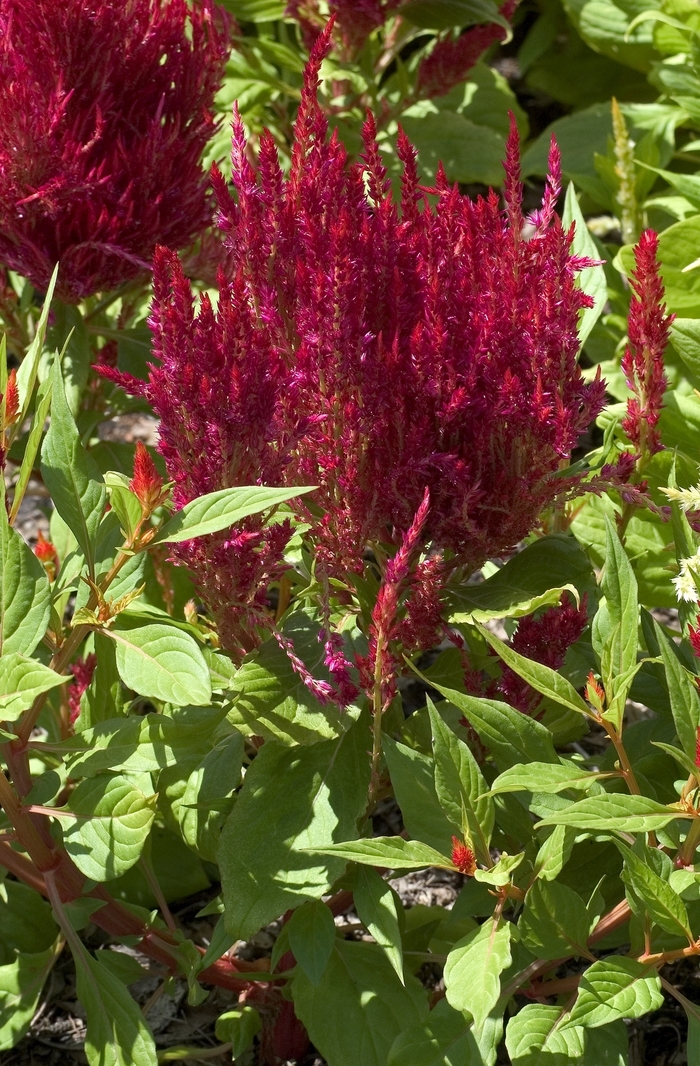 Feather Cockscomb - Celosia argentea var. plumosa 'Fresh Look Red' from Kings Garden Center