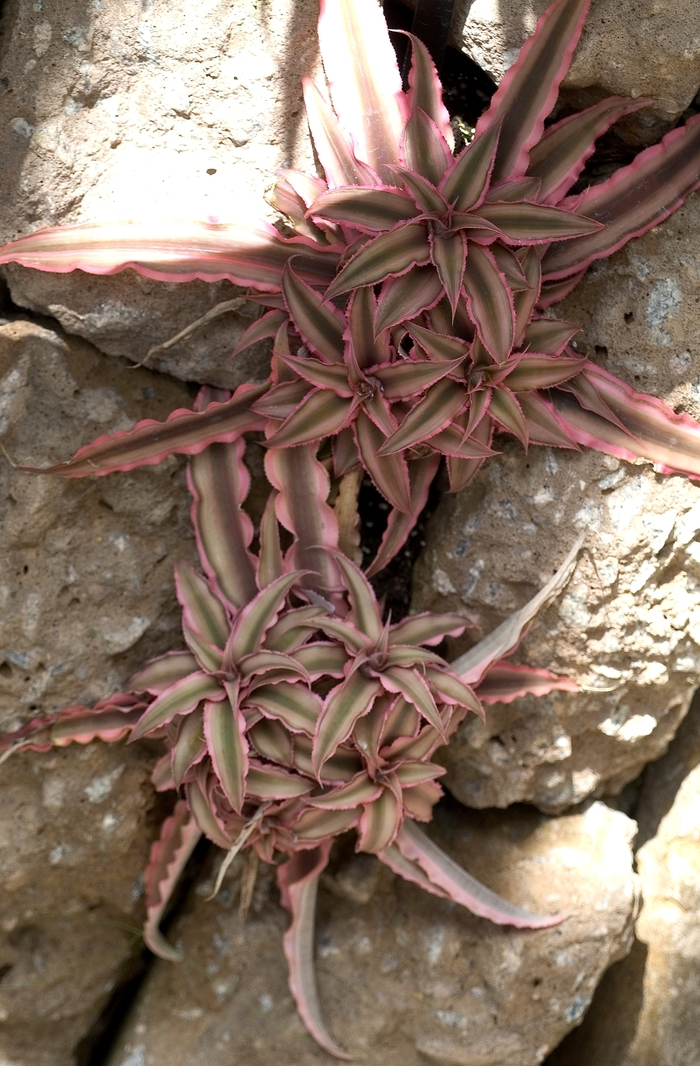 Earth Star - Cryptanthus from Kings Garden Center