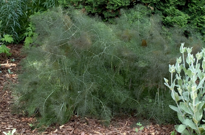 Foeniculum vulgare 'Purpureum' | Fennel | Kings Garden Center
