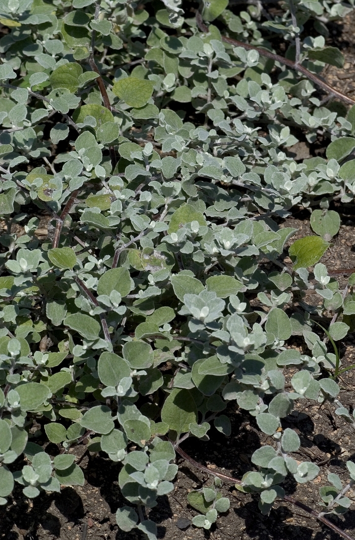 Licorice Plant - Helichrysum petiolare 'White Licorice' from Kings Garden Center