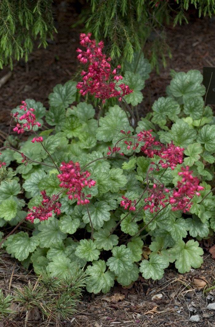 Coral Bells - Heuchera from Kings Garden Center