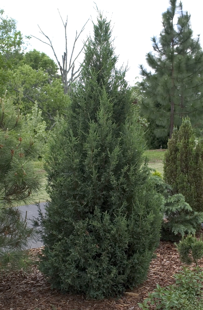 Blue Point Juniper - Juniperus chinensis 'Blue Point' from Kings Garden Center