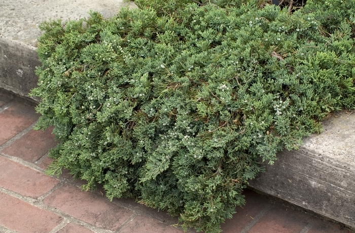 Blue Rug Juniper - Juniperus horizontalis 'Wiltonii' from Kings Garden Center