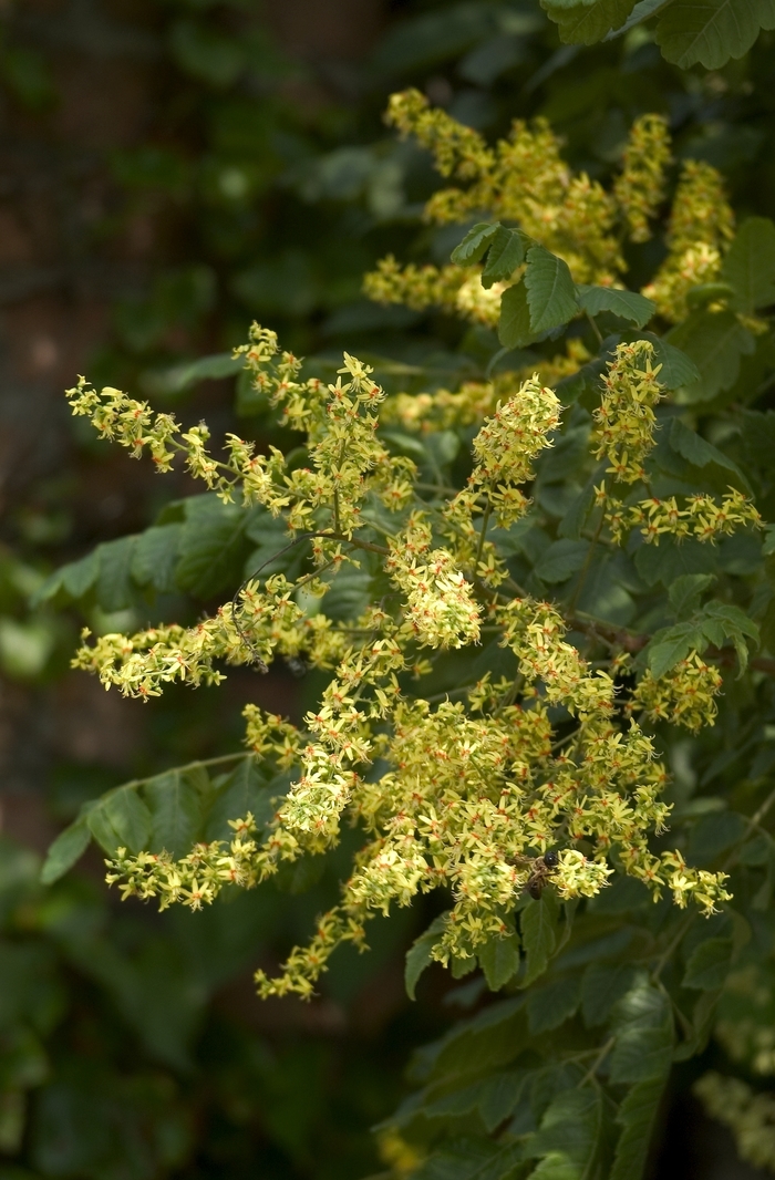 Golden Rain Tree - Koelreuteria paniculata from Kings Garden Center