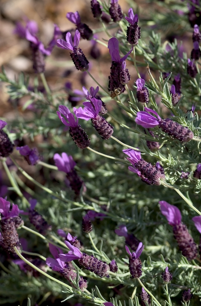 Spanish Lavender - Lavandula stoechas var. pedunculata from Kings Garden Center