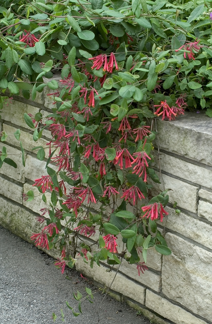 Honeysuckle - Lonicera sempervirens from Kings Garden Center