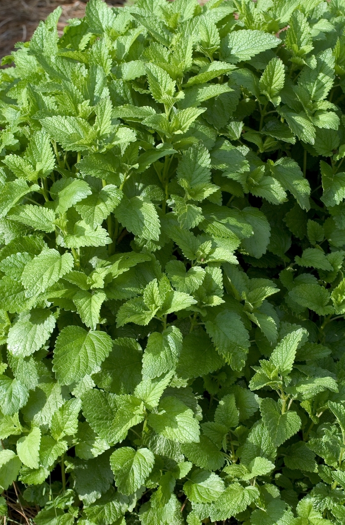 Lemon balm - Melissa officinalis from Kings Garden Center