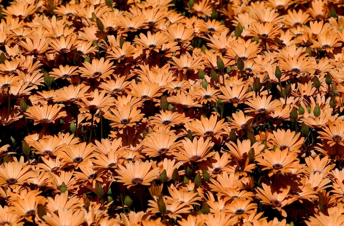 Orange Symphony - Osteospermum hybrid from Kings Garden Center