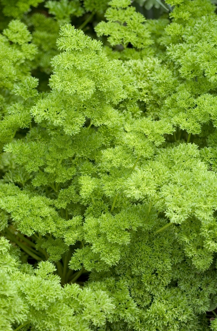 Curly Parsley - from Kings Garden Center