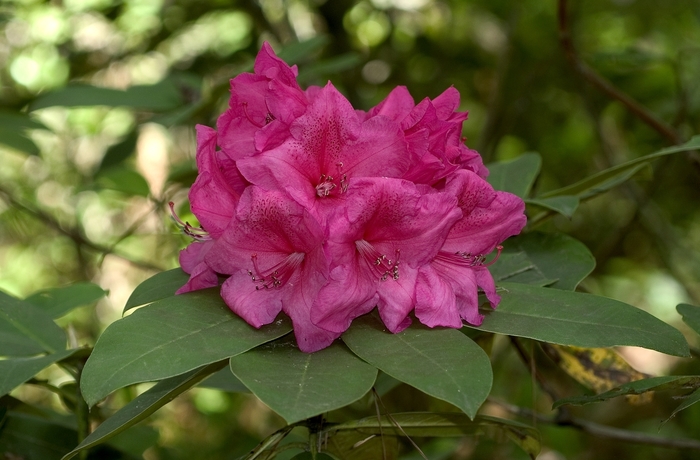 Anna Rose Whitney Rhododendron - Rhododendron 'Anna Rose Whitney' from Kings Garden Center