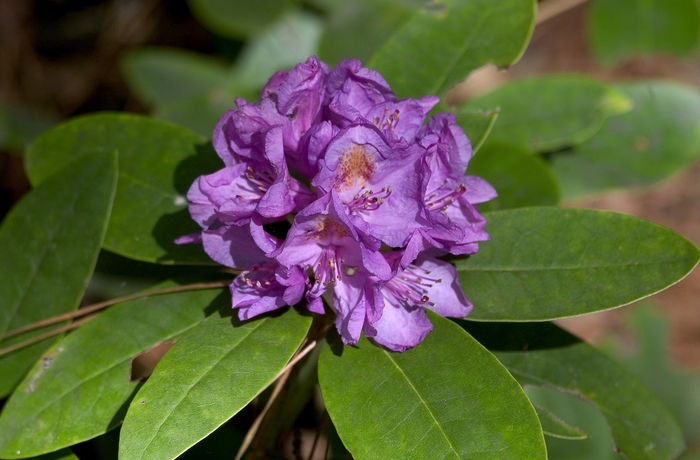 Rhododendron - Rhododendron 'Catawbiense Boursault' from Kings Garden Center