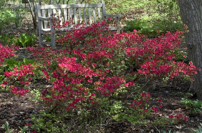 Hino Crimson Azalea - Rhododendron 'Hino Crimson' from Kings Garden Center