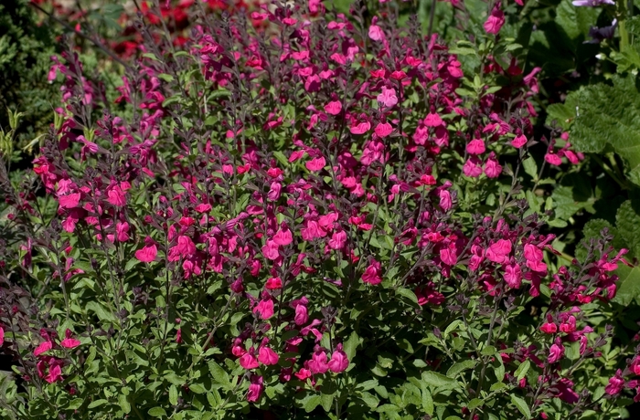 Autumn Sage - Salvia greggii from Kings Garden Center