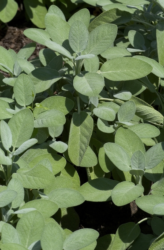 'Berggarten' - Salvia officinalis from Kings Garden Center