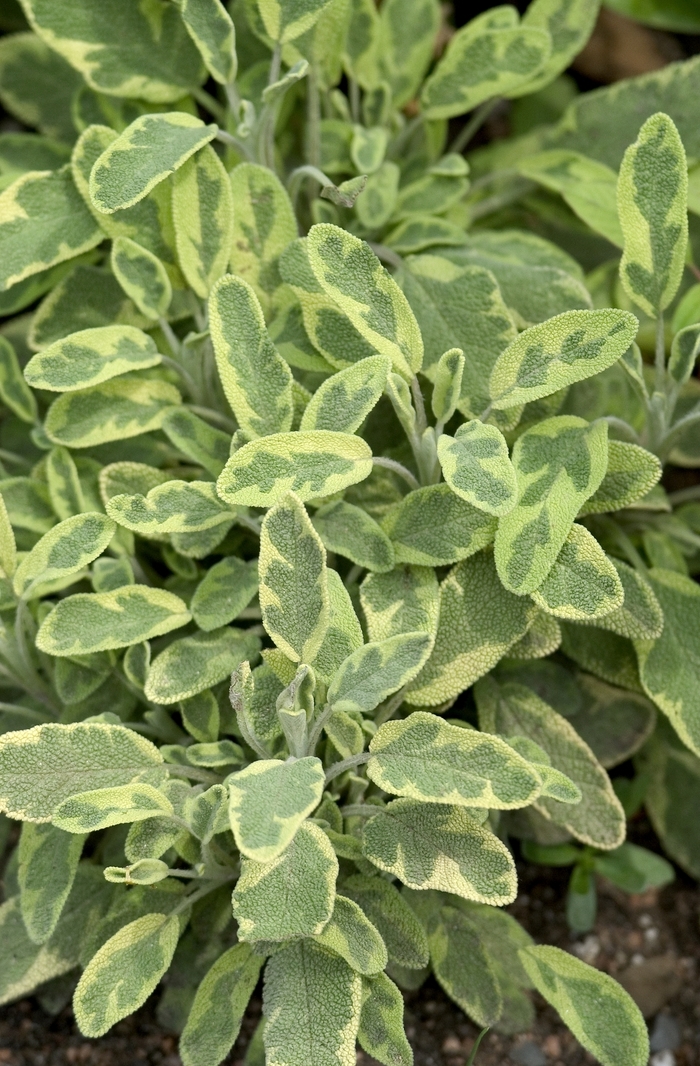  Icterina - Salvia officinalis from Kings Garden Center