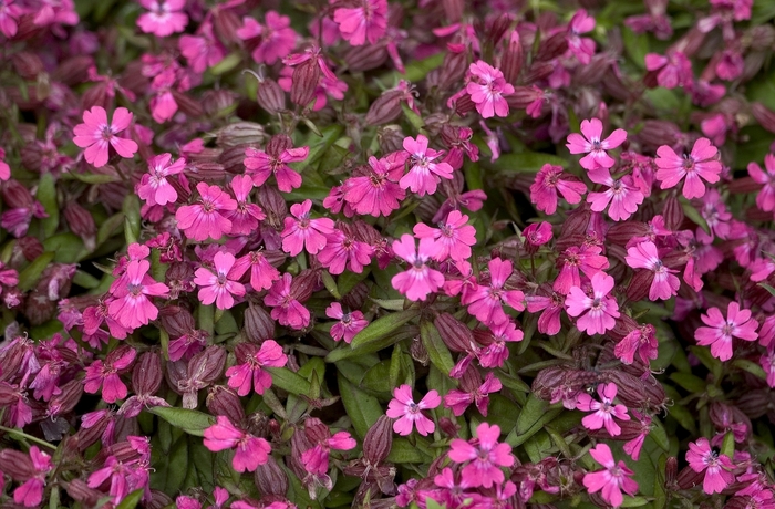 Campion - Silene 'Celina' from Kings Garden Center