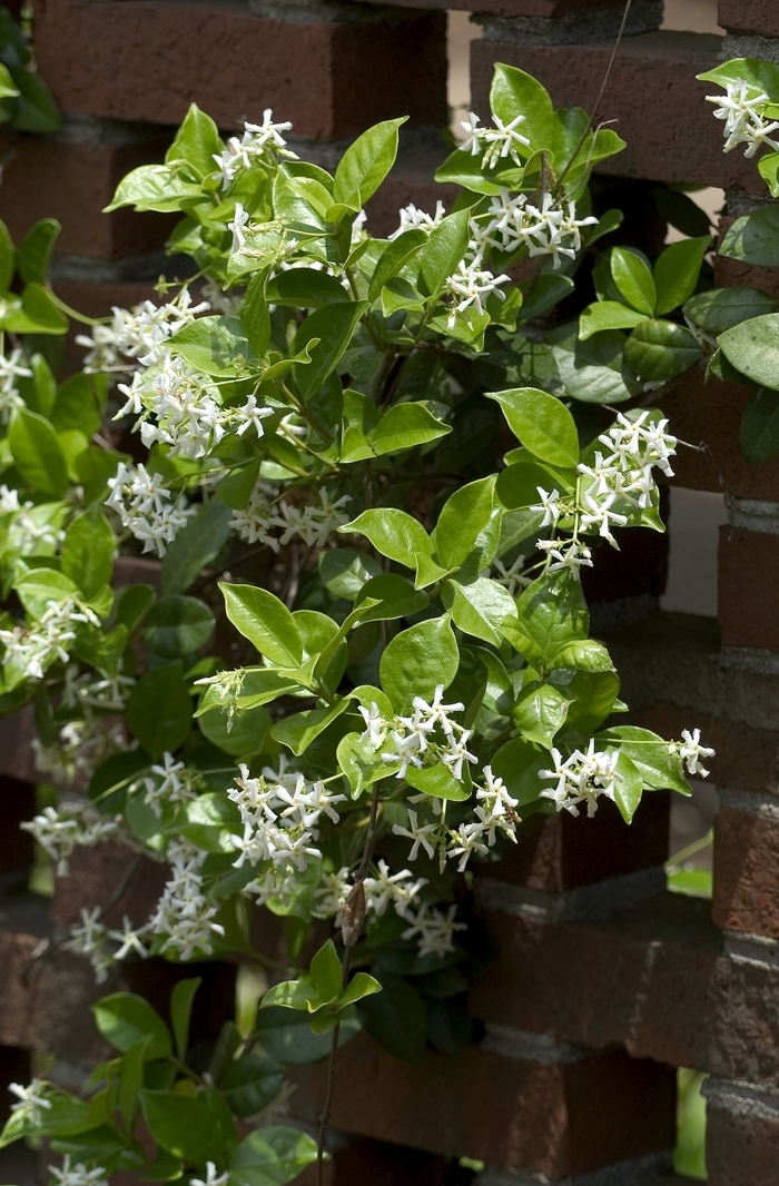 Star Jasmine - Trachelospermum jasminoides 'Madison' from Kings Garden Center