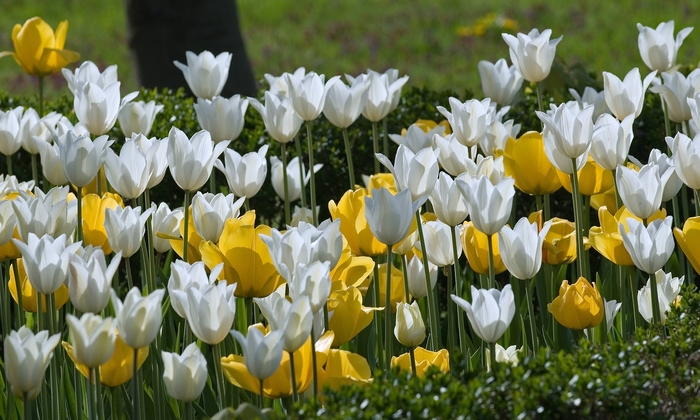 Multiple Varieties - Tulipa from Kings Garden Center