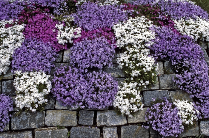 Creeping Phlox - Phlox subulata from Kings Garden Center