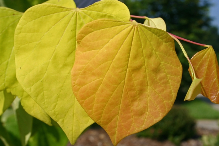 Redbud - Cercis canadensis 'Hearts of Gold' from Kings Garden Center