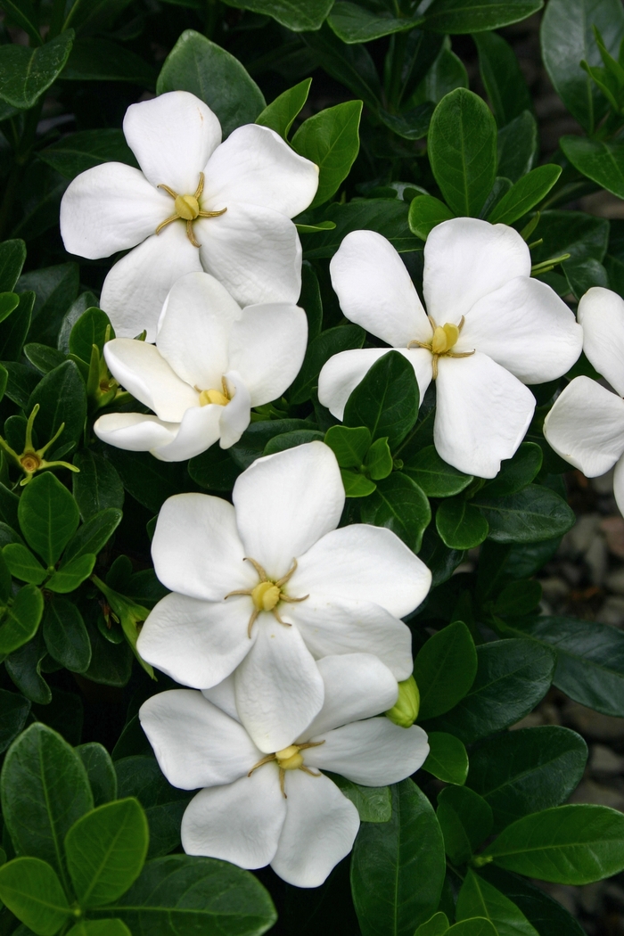 Gardenia Jasminoides 'Kleim's Hardy' - Gardénia Rustique à Fleurs Simples - Conteneur 3-4 Litres