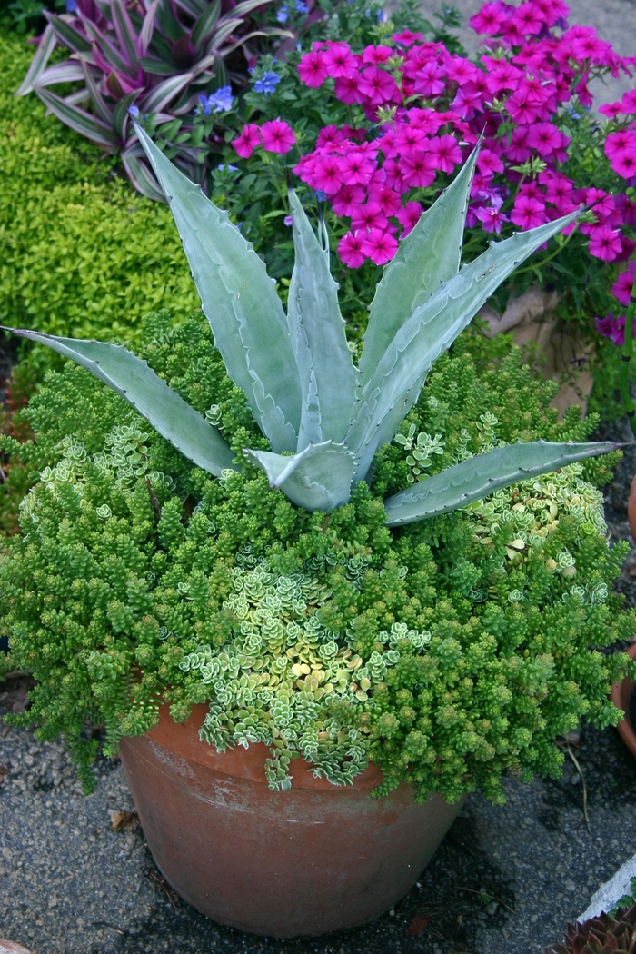 Agave - Agave from Kings Garden Center