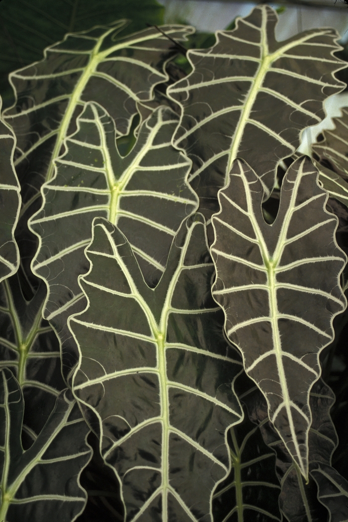 African Mask - Alocasia amazonica from Kings Garden Center