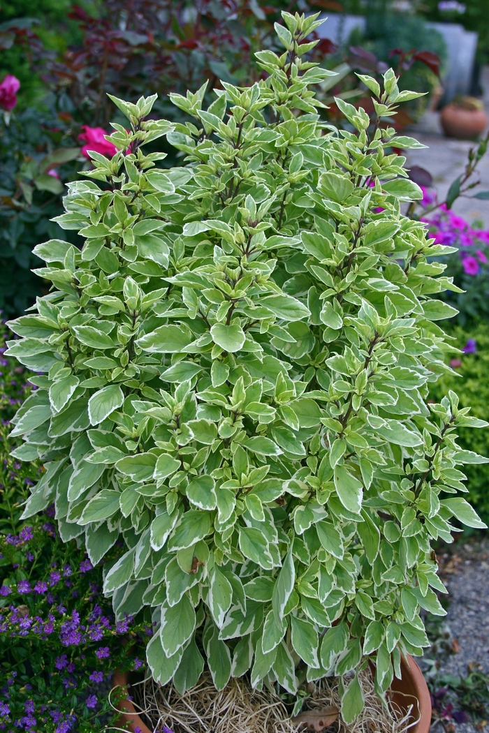 Ocimum 'Pesto Perpetuo' Basil Kings Garden Center