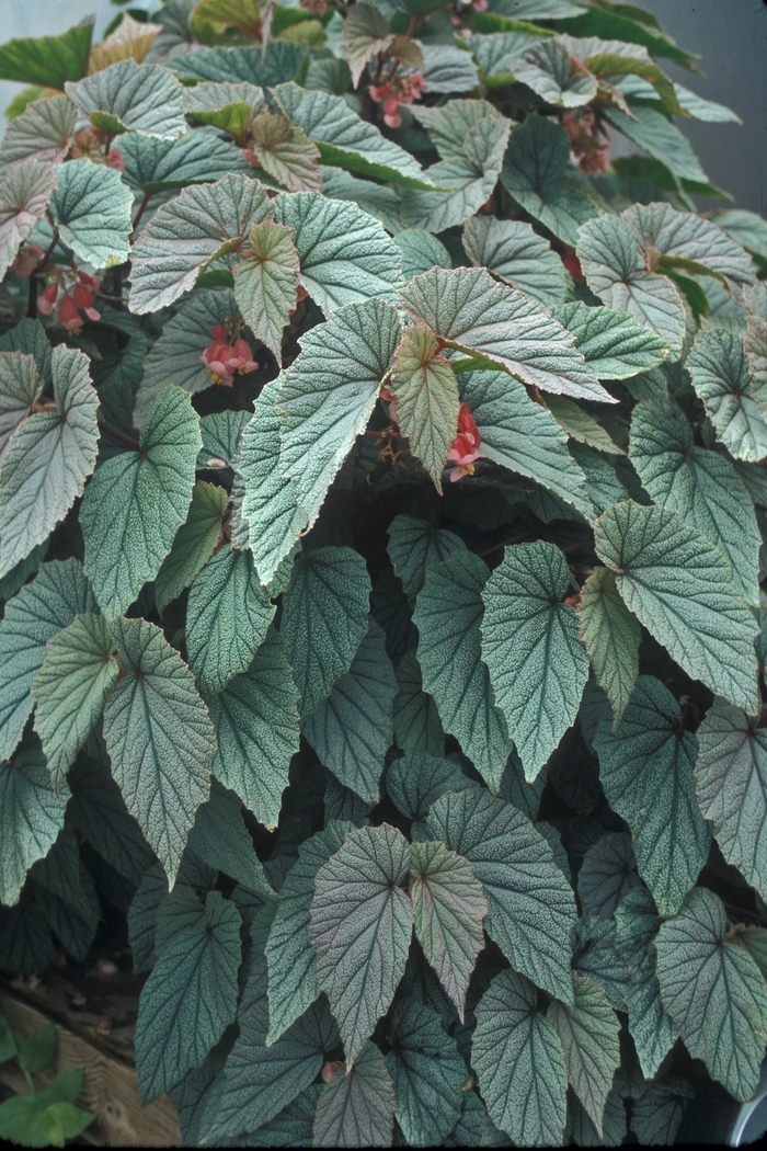 Begonia - Begonia hybrid 'Sinbad' from Kings Garden Center