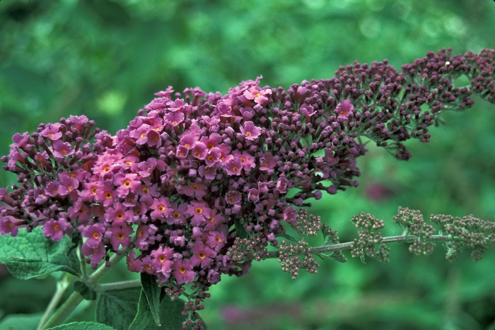 Butterfly Bush - Buddleia 'Raspberry Wine' from Kings Garden Center