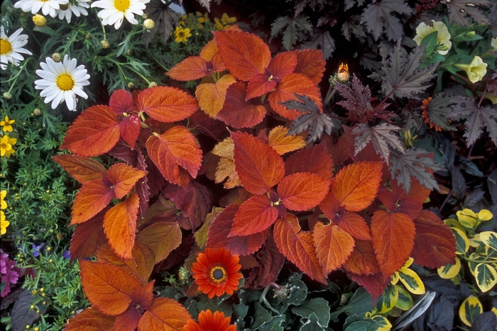 ColorBlaze™ 'Sedona' - Solenostemon scutellarioides 'Coleus' from Kings Garden Center