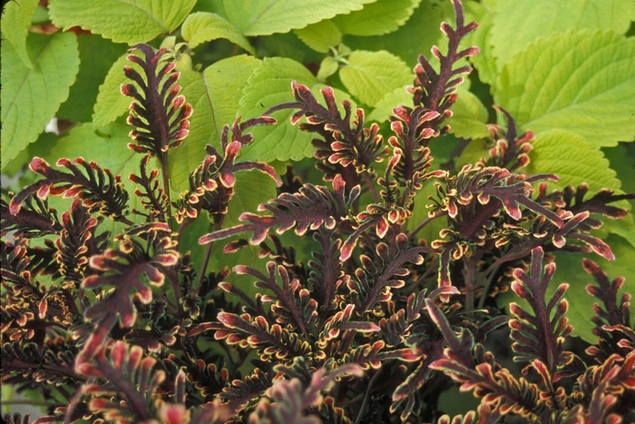 Coleus - Coleus 'Stained Glass Kiwi Fern' from Kings Garden Center