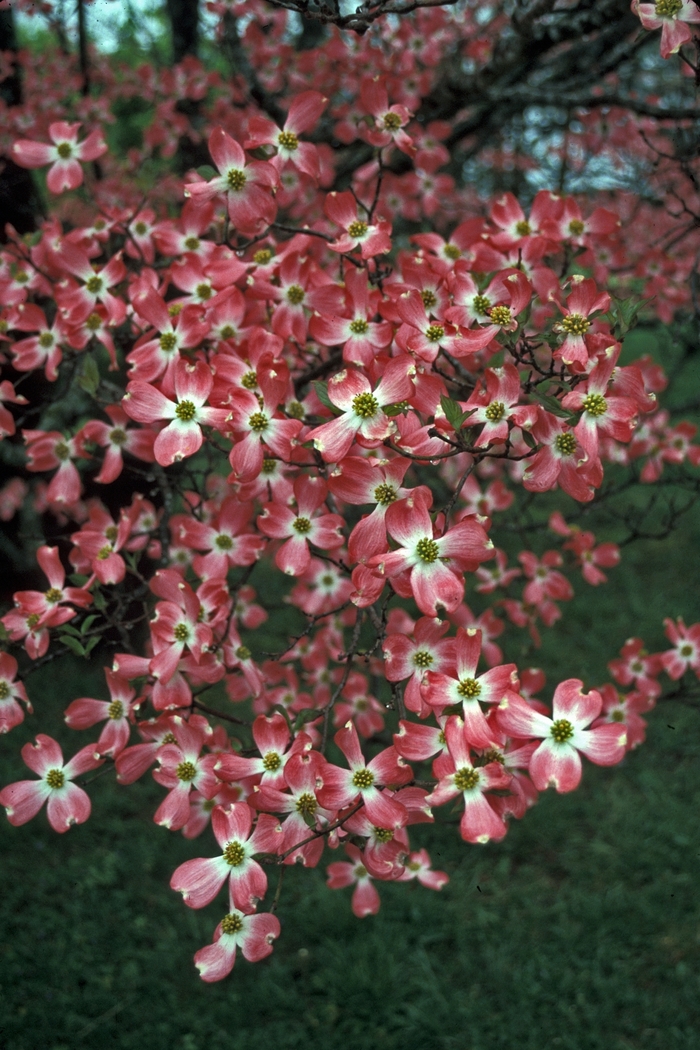 Cherokee Chief Flowering Dogwood - Cornus florida 'Cherokee Chief' from Kings Garden Center