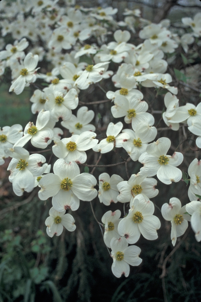 Dogwood - Cornus florida 'Cloud 9' from Kings Garden Center