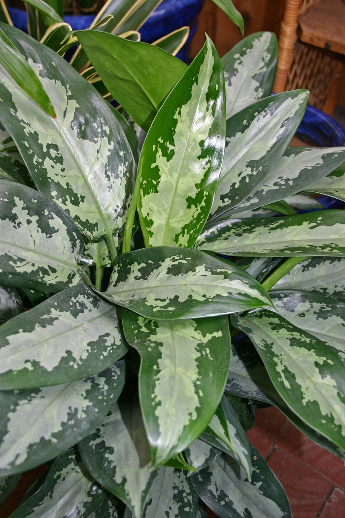 Aglaeonema - Aglaonema 'Jubilee' from Kings Garden Center