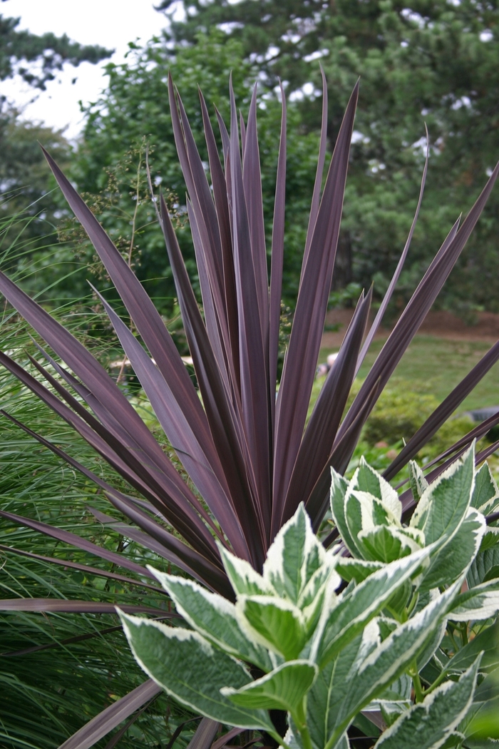Cordyline australis �Red Sensation� False Dracaena