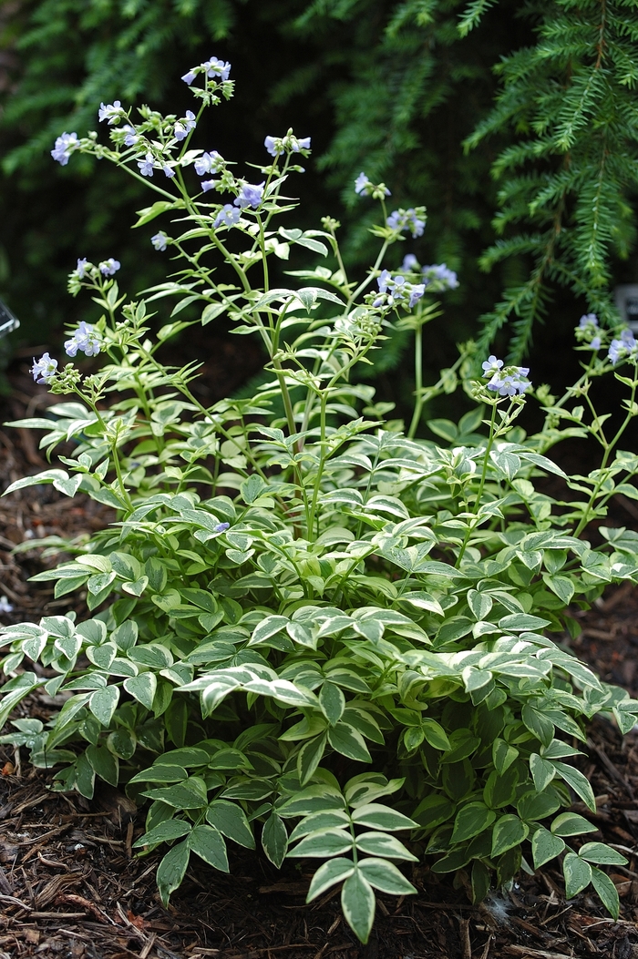 Jacob's Ladder-'Touch of Class' - Polemonium caeruleum from Kings Garden Center