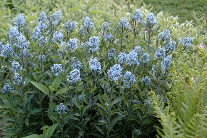 Blue Star Flower - Amsonia tabernaemontana from Kings Garden Center