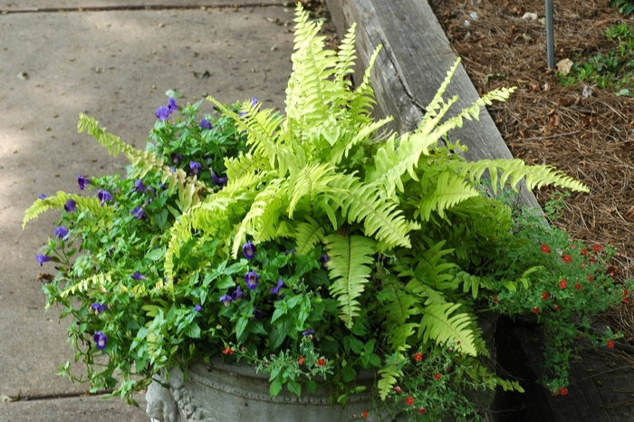 Boston Fern - from Kings Garden Center