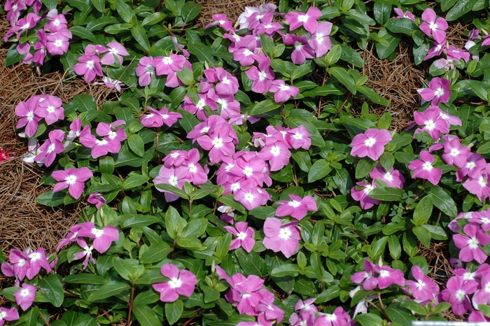 Annual Vinca; Periwinkle - Catharanthus roseus 'Nirvana® Cascade Lavender with Eye' from Kings Garden Center