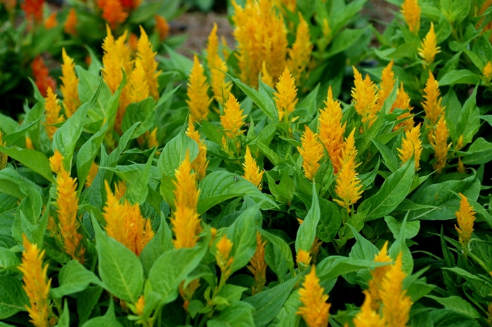 Feather Celosia - Celosia argentea plumosa 'Fresh Look Gold' from Kings Garden Center