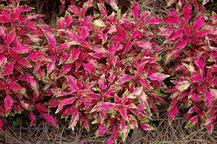 Coleus - Coleus hybrid 'Pink Chaos' from Kings Garden Center