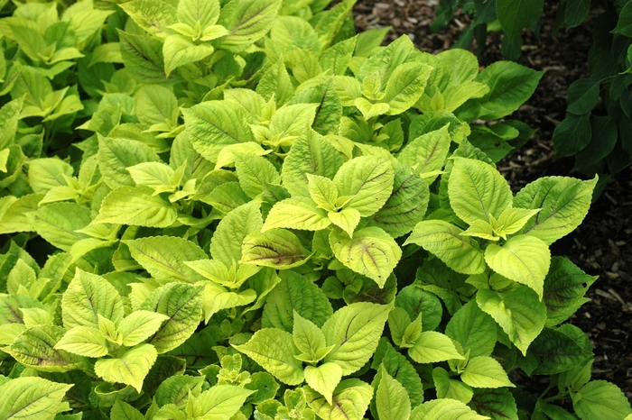 Coleus - Coleus hybrid 'Gay's Delight' from Kings Garden Center