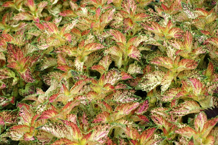 Coleus - Solenostemon scutellarioides 'Glennis' from Kings Garden Center