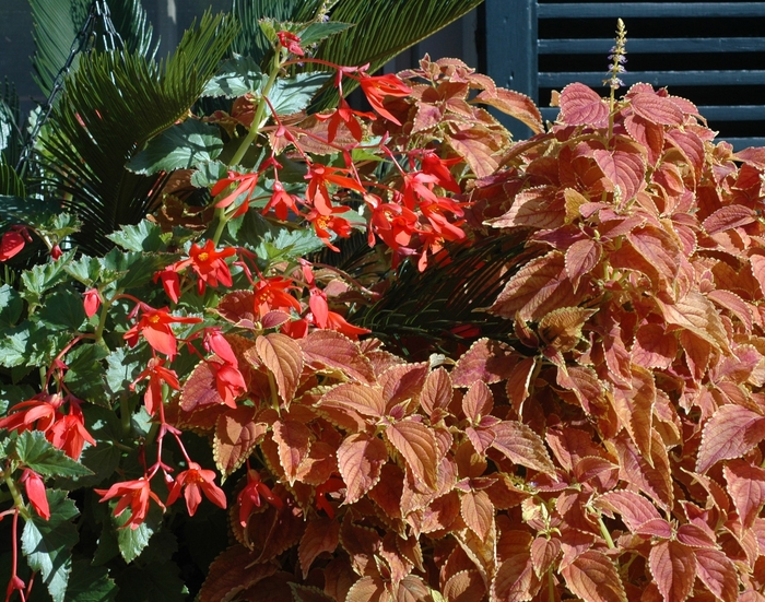 Coleus - Solenostemon scutellarioides 'Rustic Orange' from Kings Garden Center