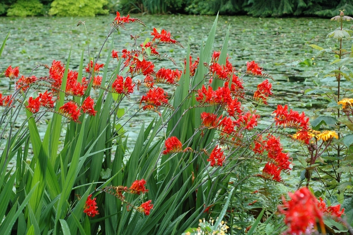 Montbretia - Crocosmia x crocosmiiflora from Kings Garden Center